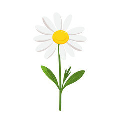 Obraz premium Simple flat 2D illustration of a chamomile flower branch isolated on a white background, vector 2D design, icon, flat 2d illustration art, flat icon, vector illustration, flower collection