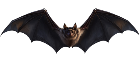 Realistic black bat with open wings isolated on transparent background.