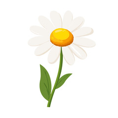 A Simple flat 2D illustration painting of daisy branch flower isolated on a white background, Ai design, flat 2D design, flower set collection