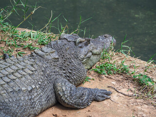 Crocodile skin, a formidable animal       