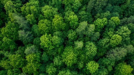 Fototapeta premium Aerial View of Lush Green Forest Cover with Dense Canopy and Vibrant Foliage : Generative AI