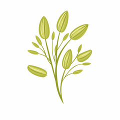 A flat 2D vector illustration of a green fennel seed, designed as an icon and isolated on a white background. simple icon design