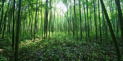 Fototapeta premium Serene bamboo forest with tall green stalks reaching towards the sky, sunlight casting soft shadows on the forest floor