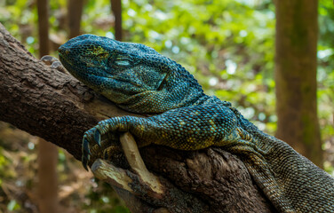 Blue-scaled monitor lizard resting peacefully on a tree trunk in a lush green forest.
