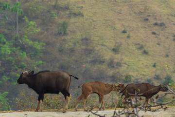 Gaur in the tropical forest.The bulls, india bison walk and eating grass.Wild gaur on a hill in a...