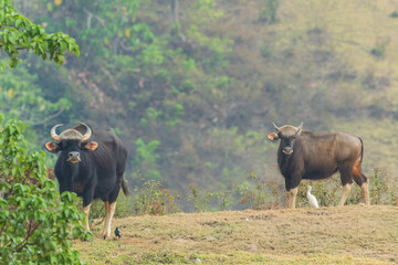 Gaur in the tropical forest.The bulls, india bison walk and eating grass.Wild gaur on a hill in a...