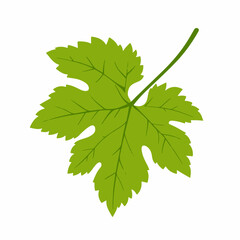 A 2D simple grapevine leaf motion graphic flat-design vector animation style, in white background, flat design, animation design, vector, flat design, logo.