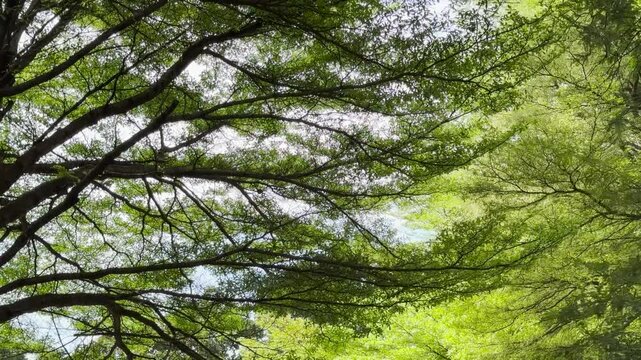 Ivory coast almond or Black afara tree Green leaves in the garden 4k Video