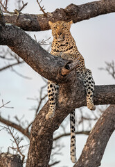 South Africa, Sabi Sand, Leopard (Panthera pardus) on a tree