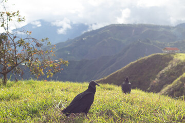 Two Colombian black vultures in the wild. Andes Mountains. Tierradentro, Inza, Cauca, Colombia.