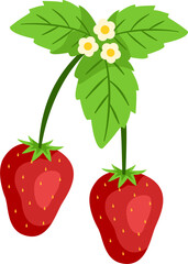 Strawberry fruit illustration with leaf in slice, half, whole in vector format. Red berry strawberry with leaf. Fresh strawberry.