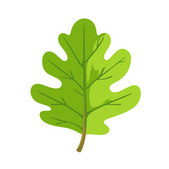 Simple flat 2D icon green oak leaf isolated on blue background, vector, flat design, animation design, animation design, simple flat 2D icon, clipart