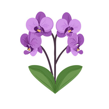 purple orchids plant on white background clip art preview