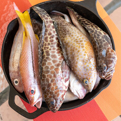 Fresh fish