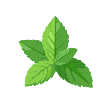 recommend clip art: Simple flat 2D icon peppermint leaf branch isolated on white background, vector, flat design, animation design, animation design, simple flat 2D icon, clipart