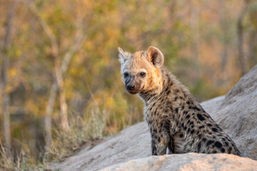 South Africa, Sabi Sand, Spotted Hyena (Crocuta crocuta)