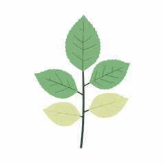 Simple flat 2D icon rose leaf isolated on white background, vector, flat design, animation design, animation design, simple flat 2D icon, clipart