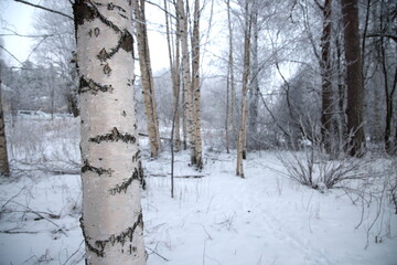 冬の白樺フィンランドの森