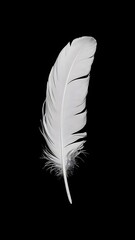 White feather on black background