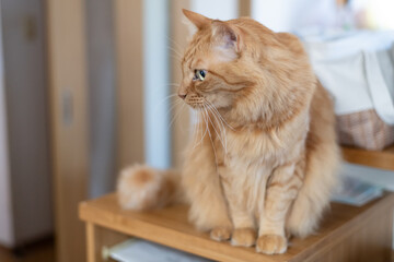 部屋の中で座っている猫　茶トラ猫