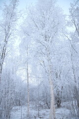 凍った森フィンランドの冬