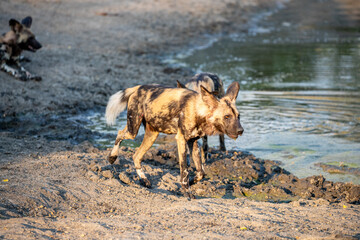 South Africa, Sabi Sand, African Wild Dog (Lycaon pictus)