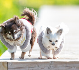 並んで走る二匹の可愛い犬