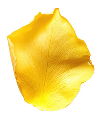 Naklejka premium PNG Yellow rose petal flower illustration botanical.
