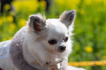 Obraz premium 見つめる可愛い犬