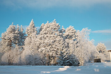 フィンランドヨエンスーの冬の晴れた空と森