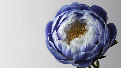 Close up view of blue and white peony