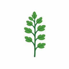 Naklejka premium A Simple icon flat 2D icon green coriander isolated on a transparent background, vector, animation design, simple flat 2D icon, minimalist design and modern illustration