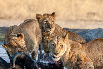 South Africa, Sabi Sand, Lion (Panthera leo), pride with a kill (buffalo), lioness