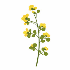 A Simple icon flat 2D icon mustard with yellow flower isolated on a transparent background, vector, flat design, animation design, simple flat 2D icon, minimalist design