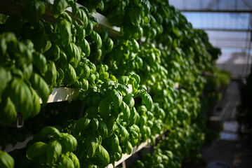 Hydroponic vertical farming systems