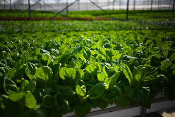 Hydroponic vertical farming systems