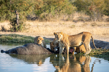South Africa, Sabi Sand, Lion (Panthera leo), pride with a kill (buffalo), lioness
