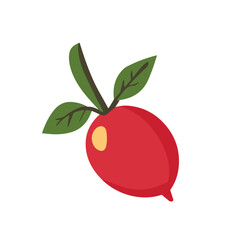Simple flat 2D icon red radish root isolated on a transparent background, vector, flat design, animation design, vector, flat design, animation design, simple flat 2D icon, minimalist design