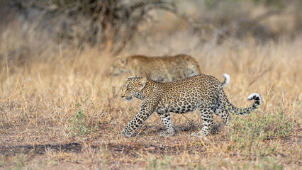 South Africa, Sabi Sand, Leopard (Panthera pardus), cubs