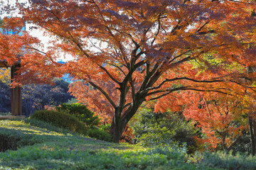 Fototapeta premium Beautiful Vibrant Red Autumn Maple Leaves, Tokyo Dec 6 2024