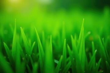 Fototapeta premium Deep green grass close-up, showing fine blades , plant, ecology, green