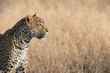 South Africa, Sabi Sand, Leopard (Panthera pardus)