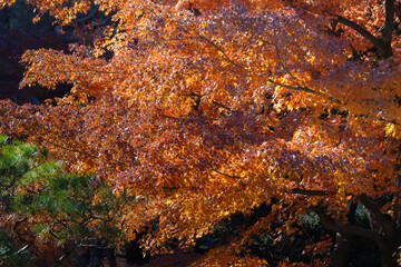 Beautiful Vibrant Red Autumn Maple Leaves, Tokyo Dec 6 2024
