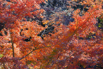 Beautiful Vibrant Red Autumn Maple Leaves, Tokyo Dec 6 2024
