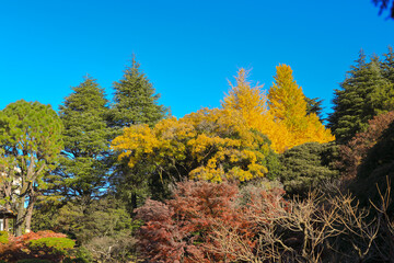 Beautiful Vibrant Red Autumn Maple Leaves, Tokyo Dec 6 2024