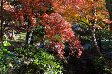 Beautiful Vibrant Red Autumn Maple Leaves, Tokyo Dec 6 2024