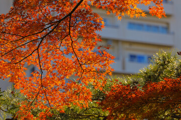 Beautiful Vibrant Red Autumn Maple Leaves, Tokyo Dec 6 2024