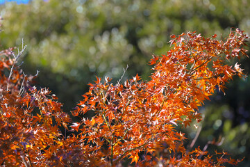 Beautiful Vibrant Red Autumn Maple Leaves, Tokyo Dec 6 2024