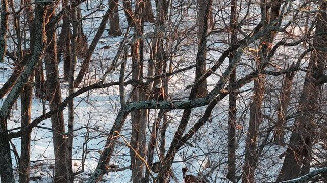 Aerial view of Bald Eagle sitting on tree branch in forest in winter, Ohio