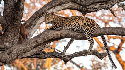 South Africa, Sabi Sand, Leopard (Panthera pardus) on a tree